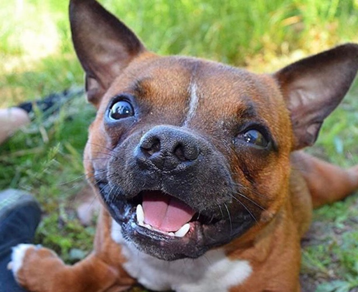 disabled puppy with a bright smile