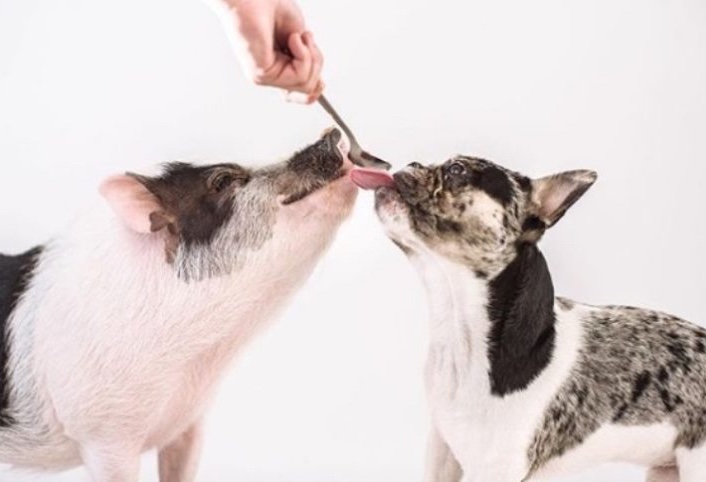 a pig and a bulldog think they are alike