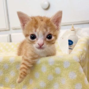 Cat born with brain hole