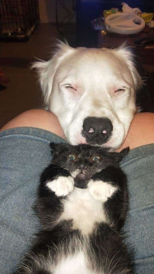 Cat and dog