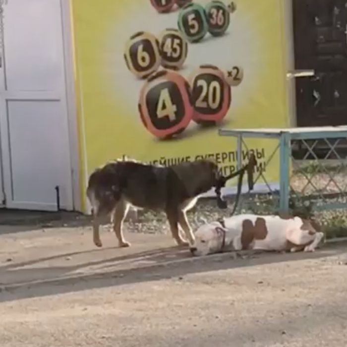 Stray dog releasing a tied up dog 