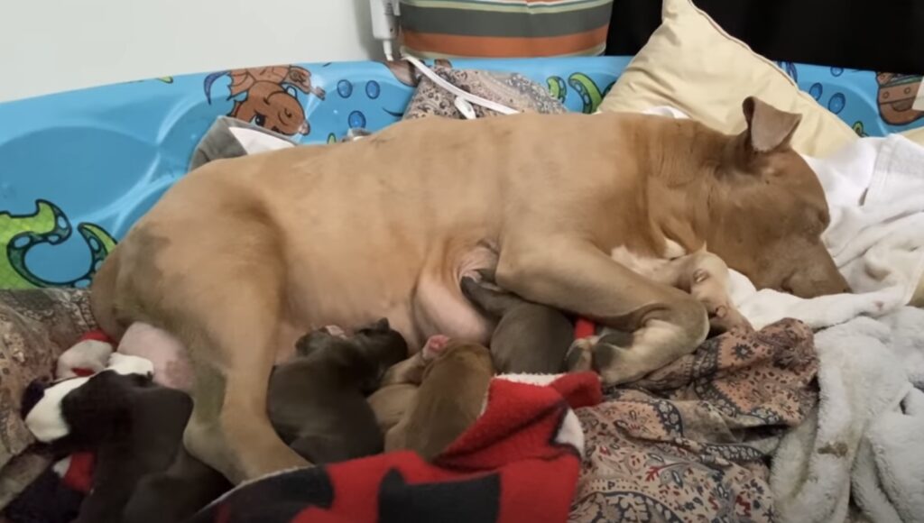 Dog with her newborn puppies 