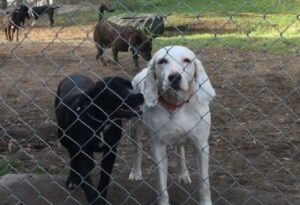 Dog at the shelter 