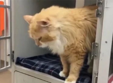 Cat at shelter 