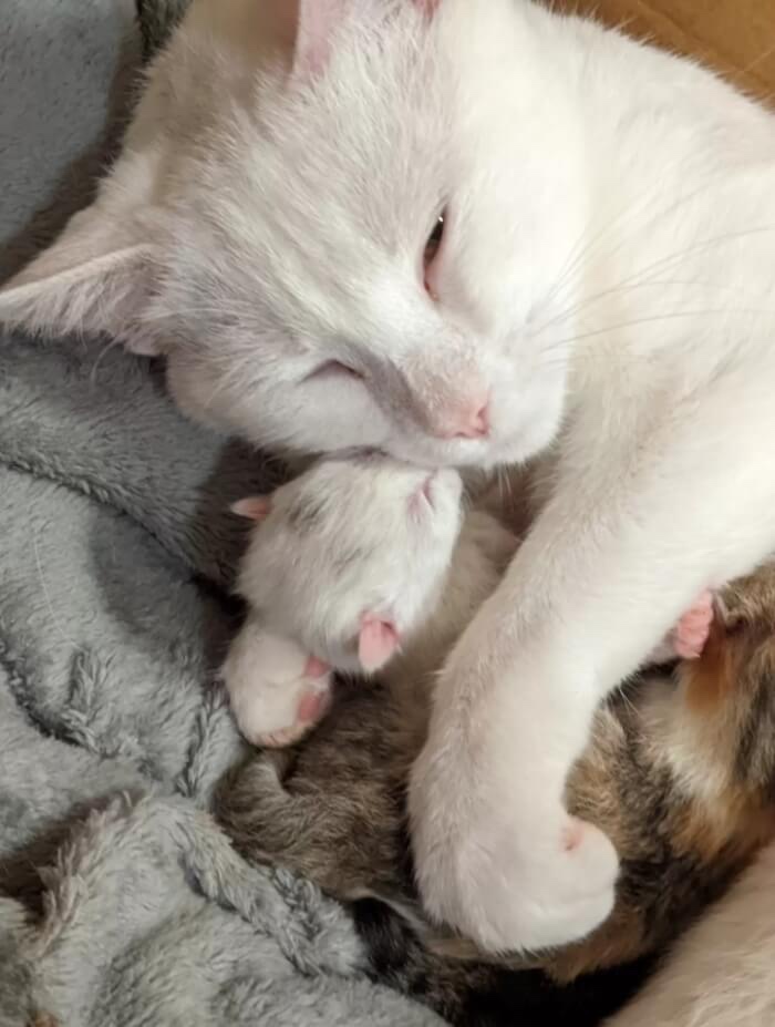 Newborn cat