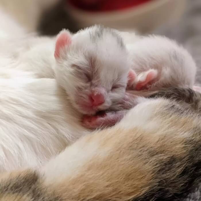 Newborn kitty 