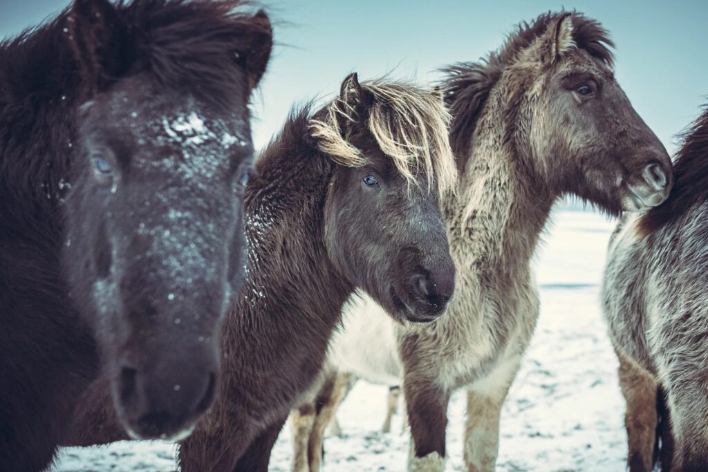 Rescued horses