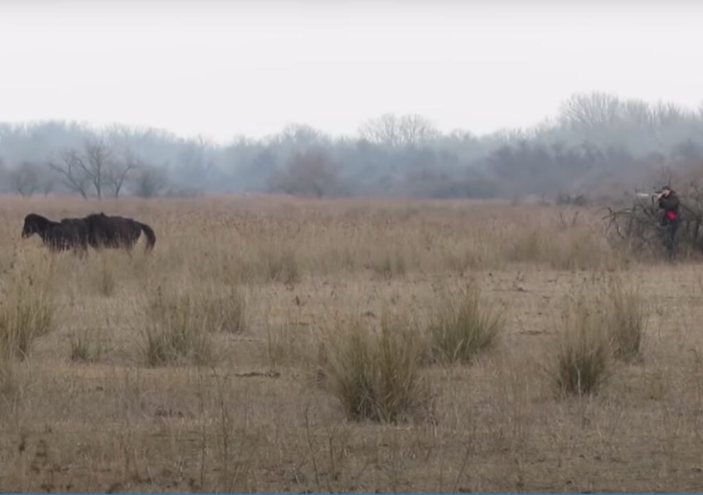 Trapped horse