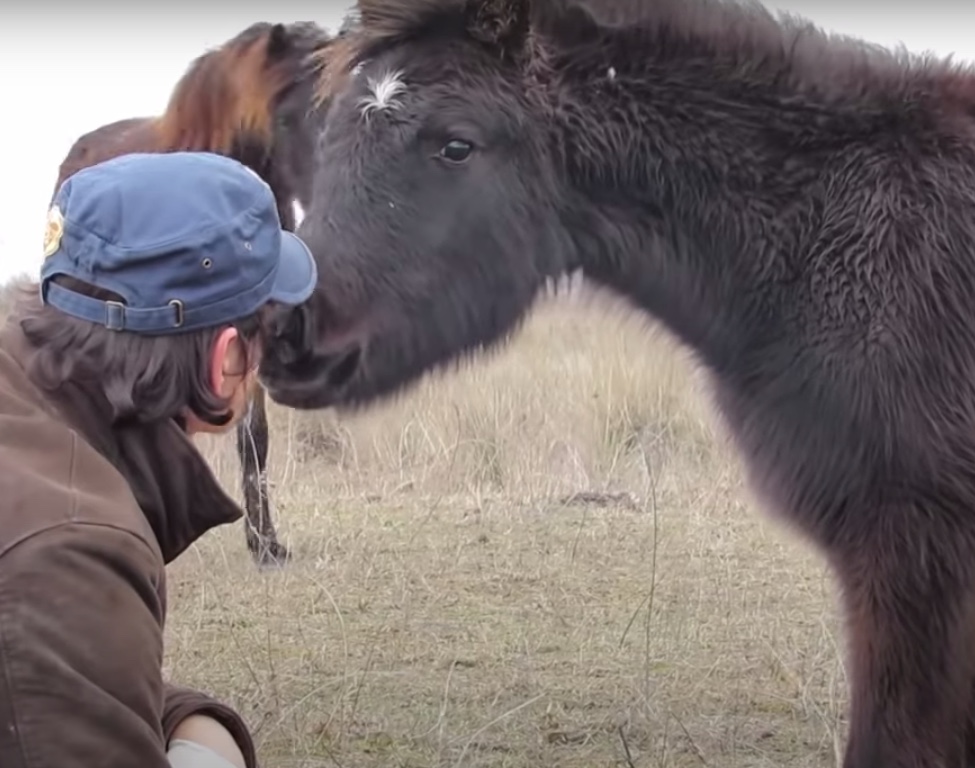 Horse and rescuer