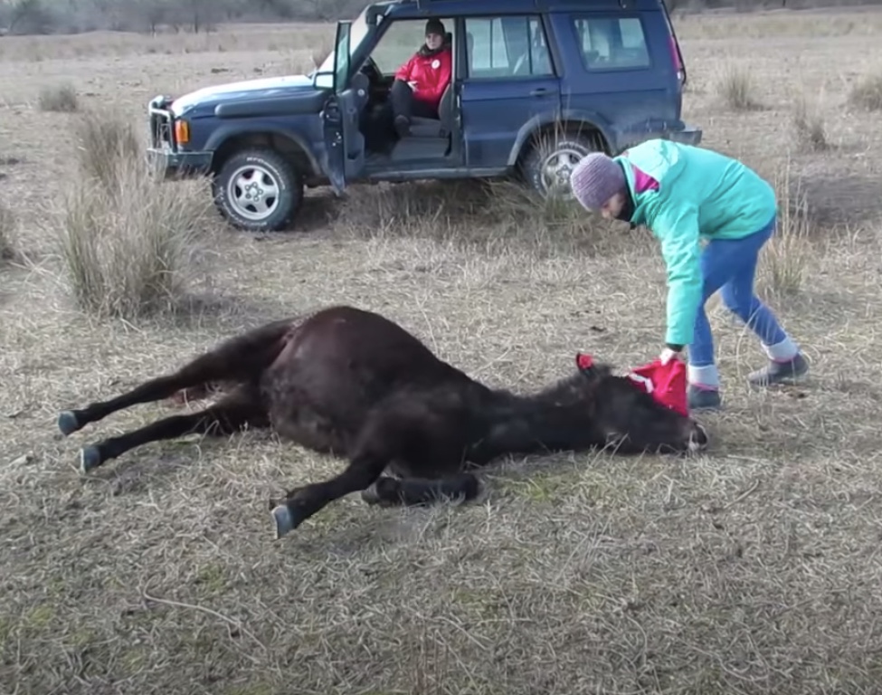 Rescued horse