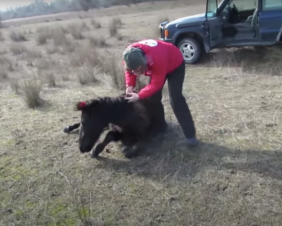 Horse rescued from chains