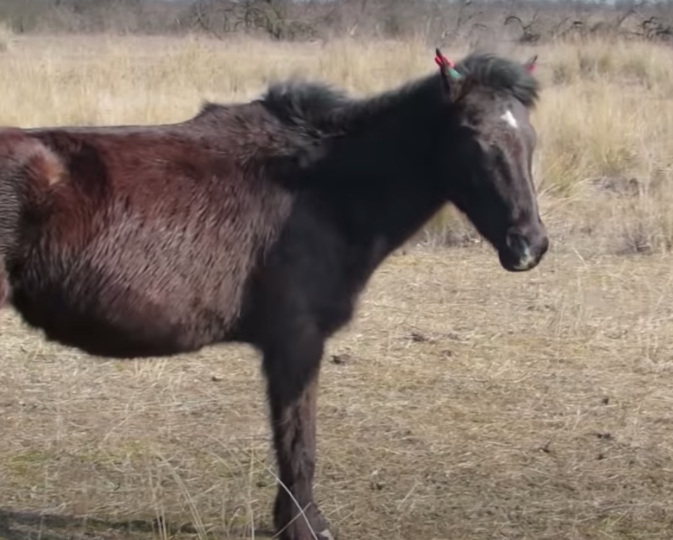 Rescued little horse