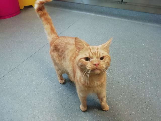 Cat at shelter 