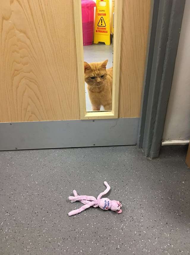 Cat at shelter 