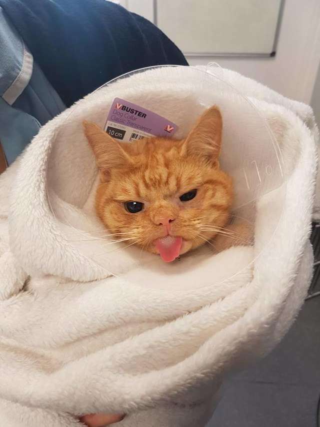 Cat at hospital 