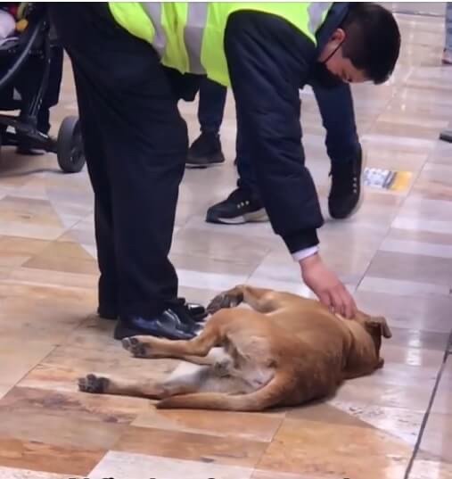 Dog at mall