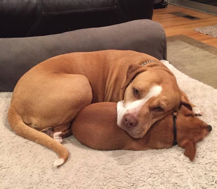 Two adopted dogs 