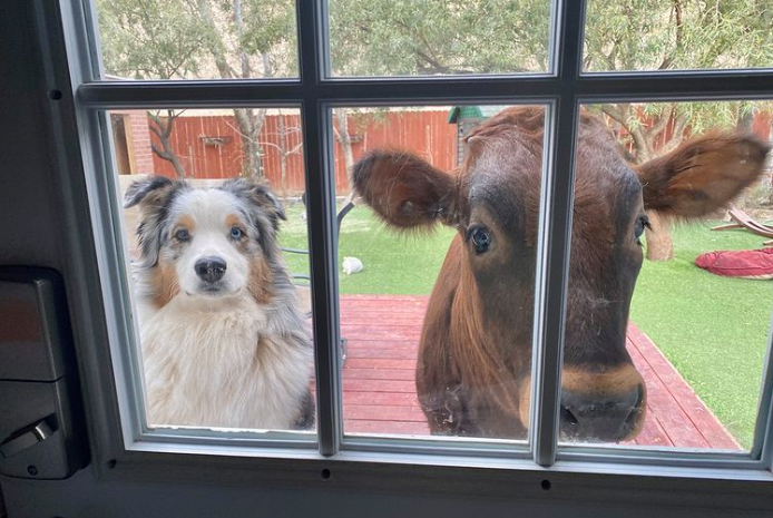 Dog and calf