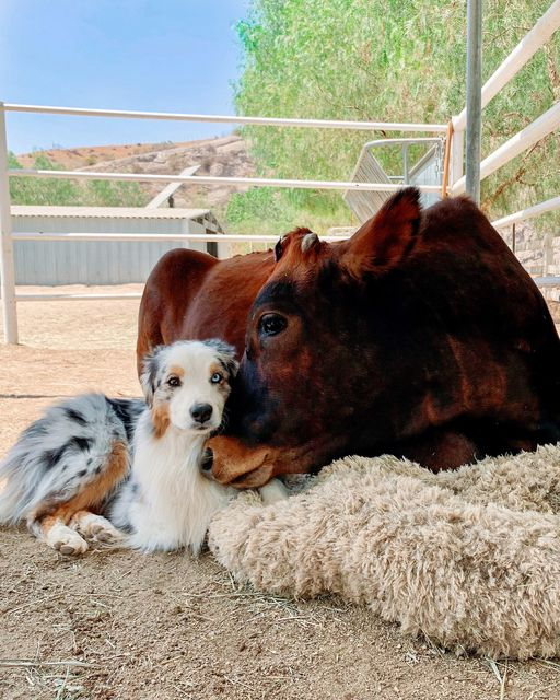 Dog and calf