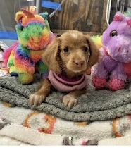 Dog with stuffed animals 