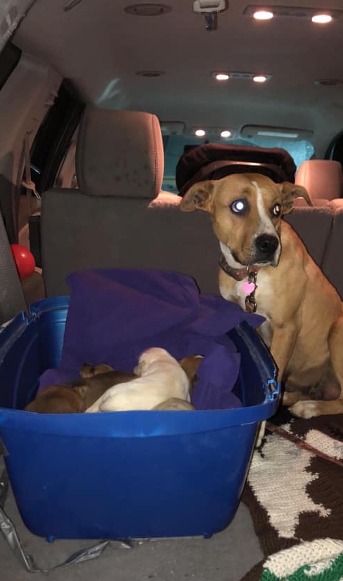 rescue dog momma together with her puppies