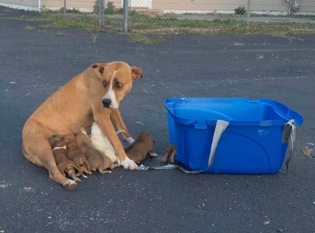 abandoned dog family