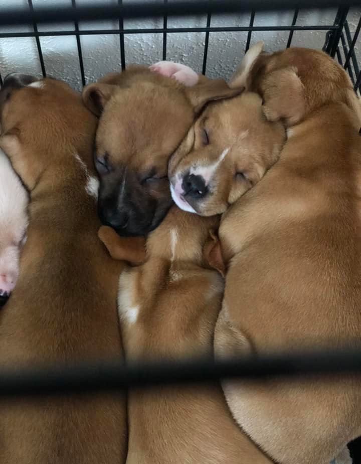 rescue puppies for adoption