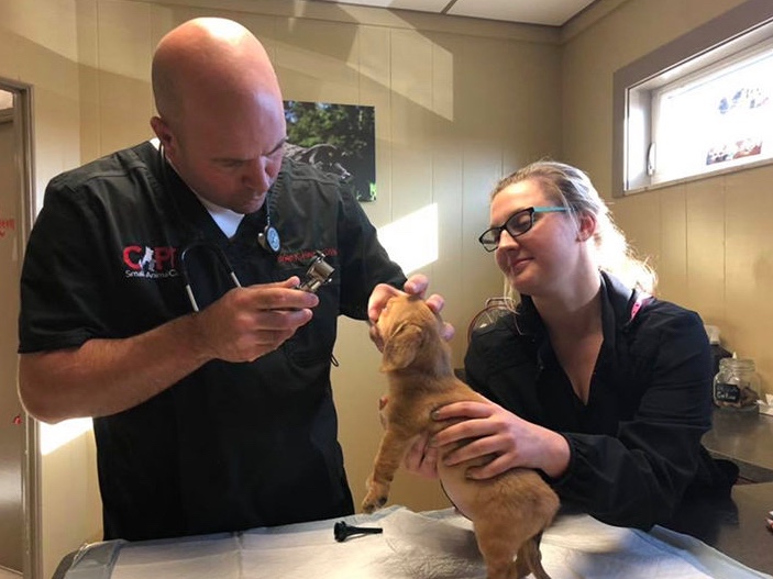 rescue puppy at the vet