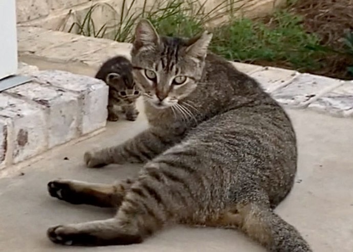 stray cat mom and her baby