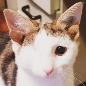 Cat with four ears