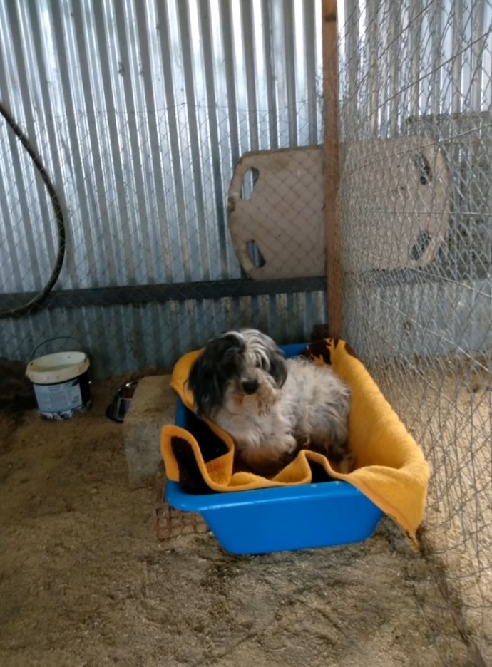 Rescued dog from chains 