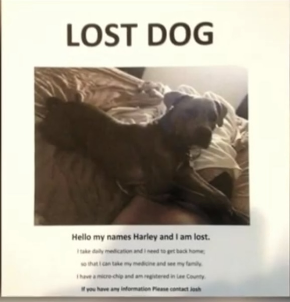 Lost dog