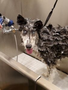 Dog getting washed for the first time