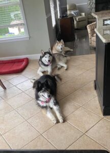 Dog and his siblings 