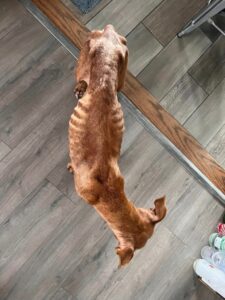 Skinny dog 