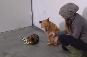 Cat and dog at shelter