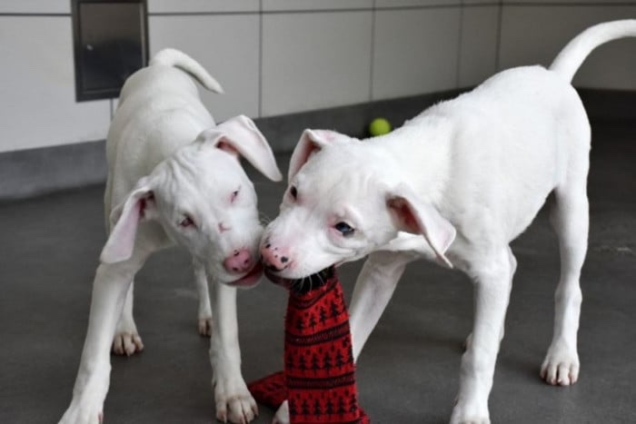 Puppies at shelter 