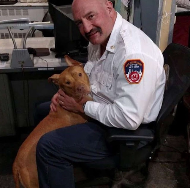 Dog at fire station 