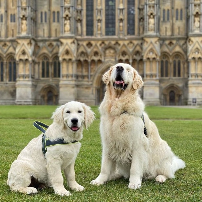 Golden Retriever dogs