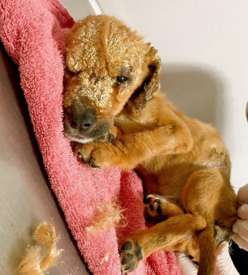 stray puppy found in bad health condition