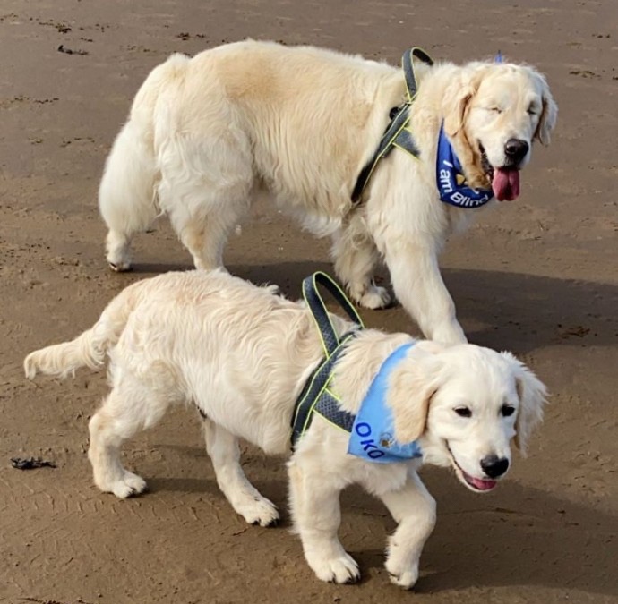 Blind dog with his companion