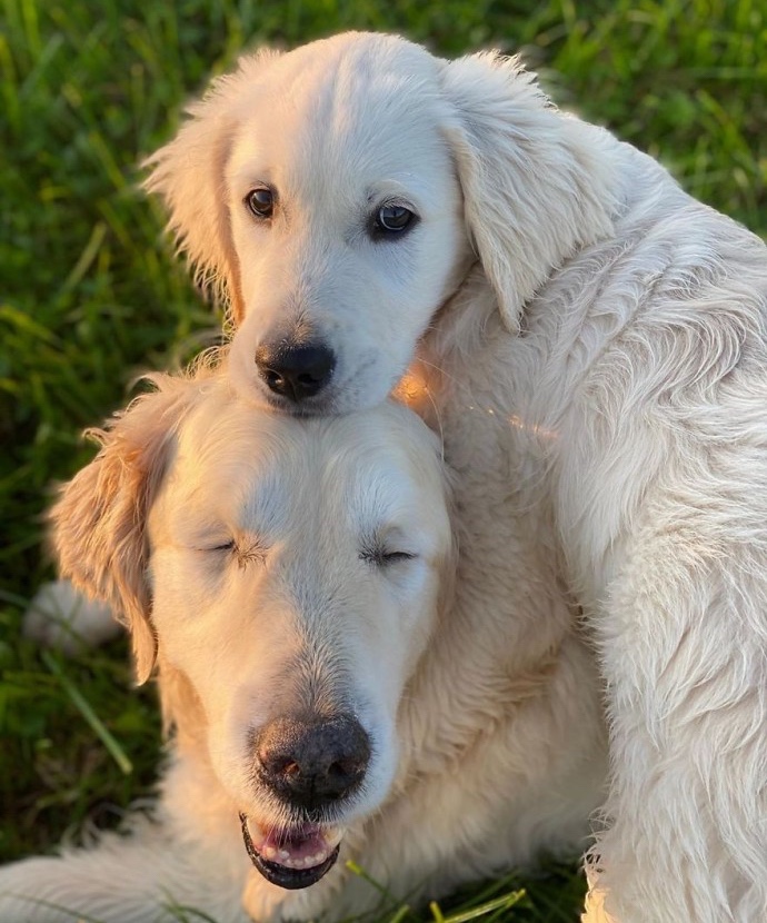 Dog best friends