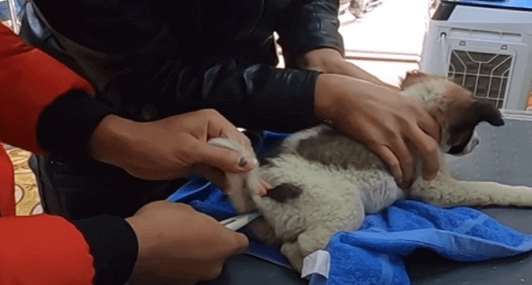 Rescue puppy at the vet being medically treated