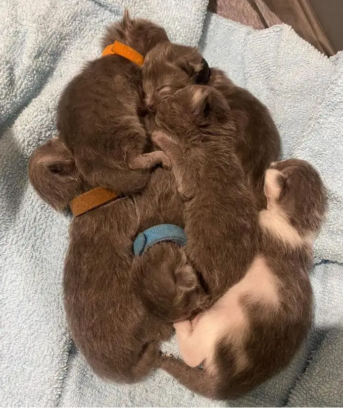 Newborn kittens 