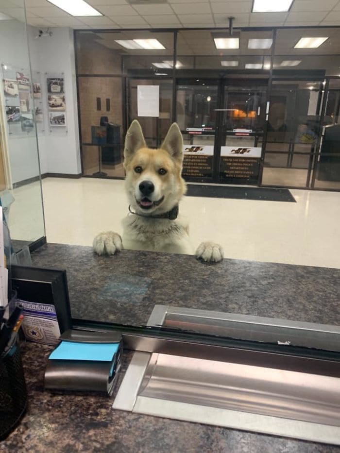 Dog at police station 