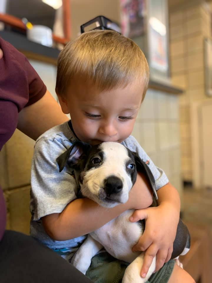 Dog and little boy 