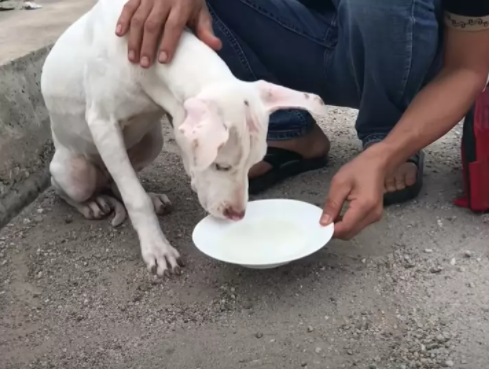 Stray dog eating 