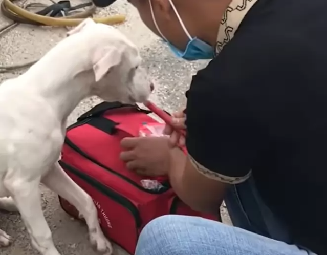 Rescued dog 