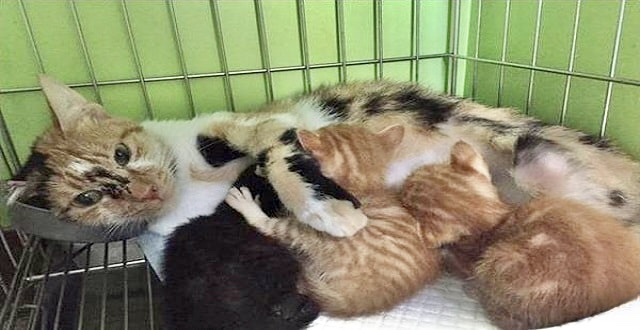 Cat and her newborn kittens 