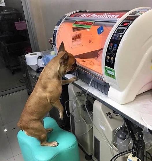 Puppy in incubator 